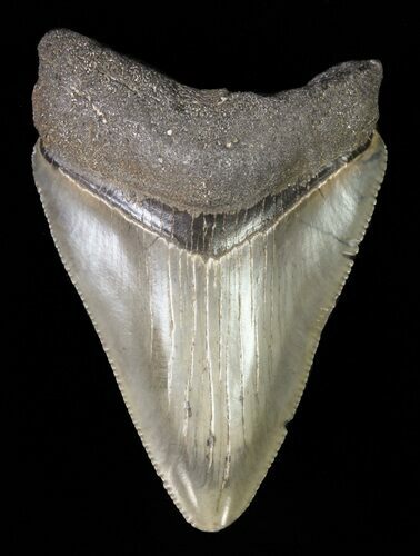 Juvenile Megalodon Tooth - Serrated Blade #61806
